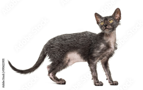 Kitten Lykoi cat, 3 months old, also called the Werewolf cat aga
