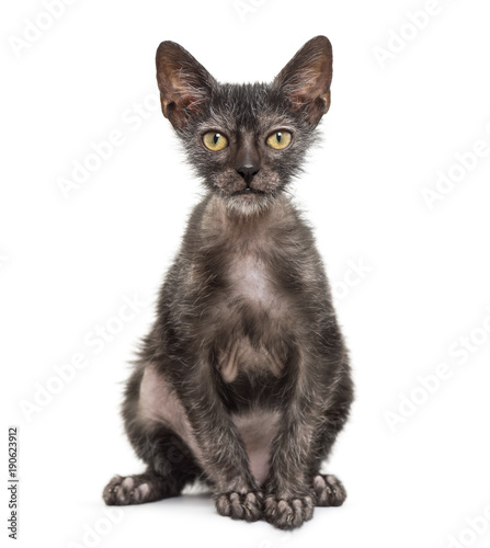 Kitten Lykoi cat, 3 months old, also called the Werewolf cat sitting against white background