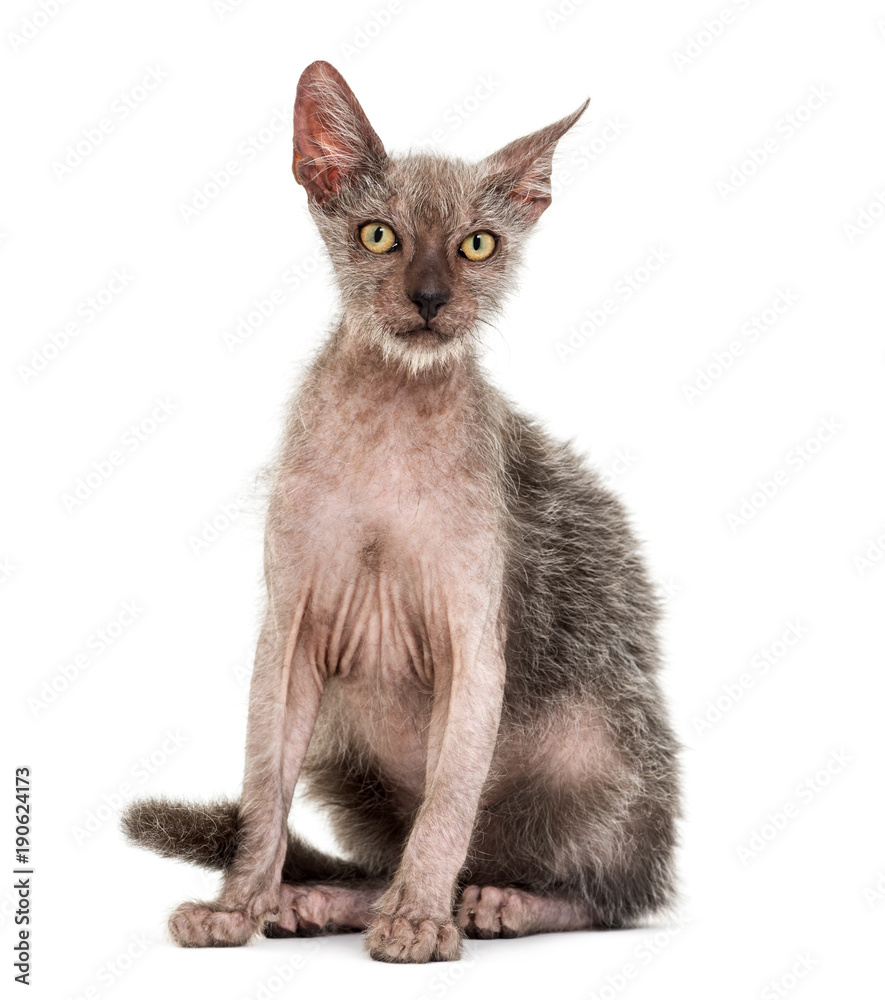 Kitten Lykoi cat, 3 months old, also called the Werewolf cat aga
