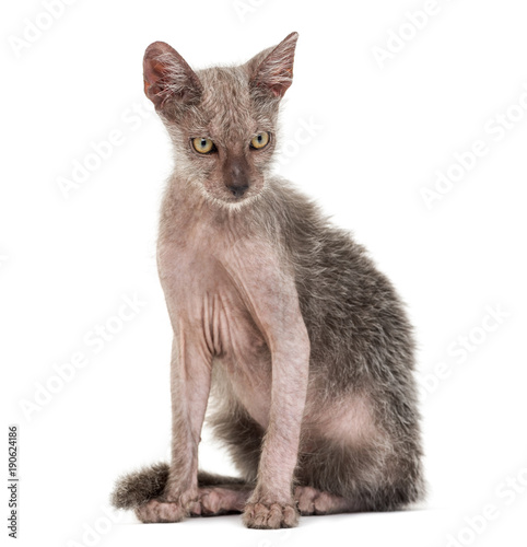 Kitten Lykoi cat, 3 months old, also called the Werewolf cat aga Stock-Foto  | Adobe Stock