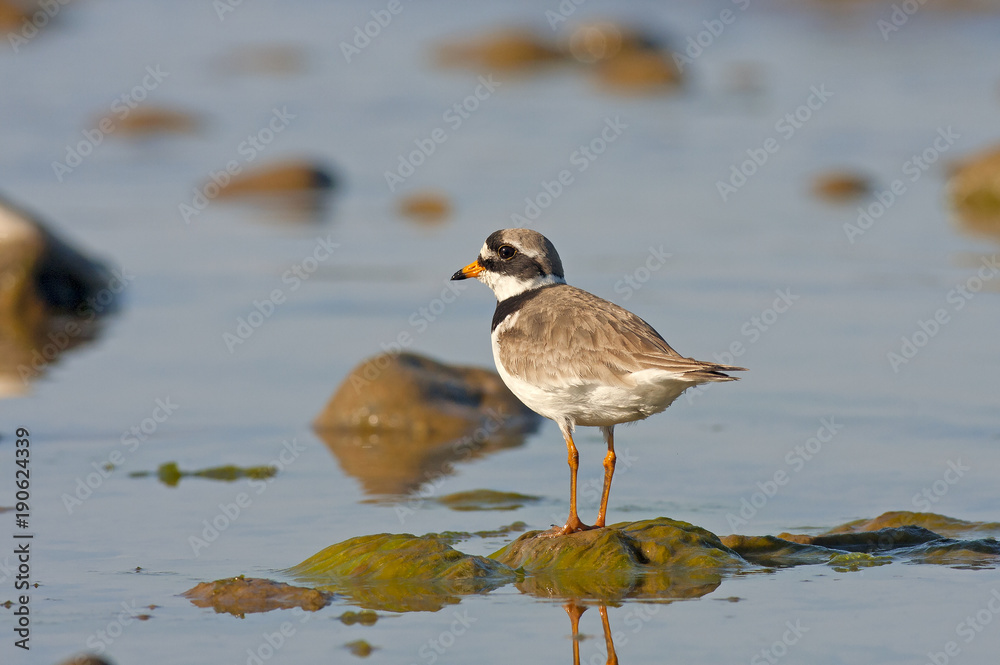 Fototapeta premium ringed plover