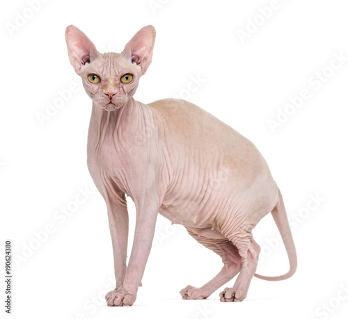Sphynx, 4 years old, against white background © Eric Isselée