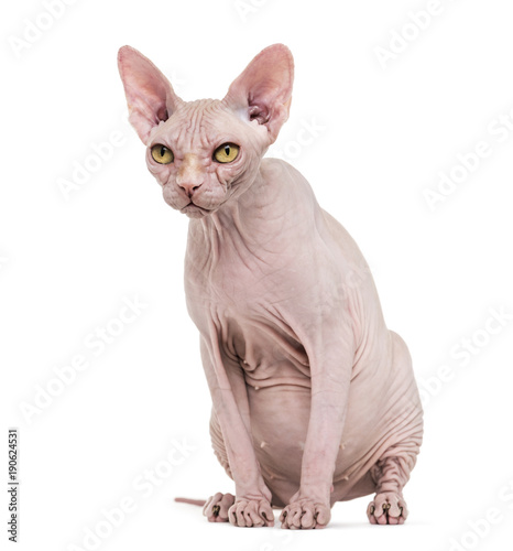 Fototapeta Naklejka Na Ścianę i Meble -  Sphynx, 4 years old, against white background