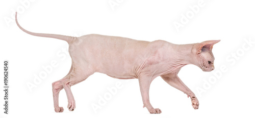 Fototapeta Naklejka Na Ścianę i Meble -  Sphynx, 4 years old, walking against white background