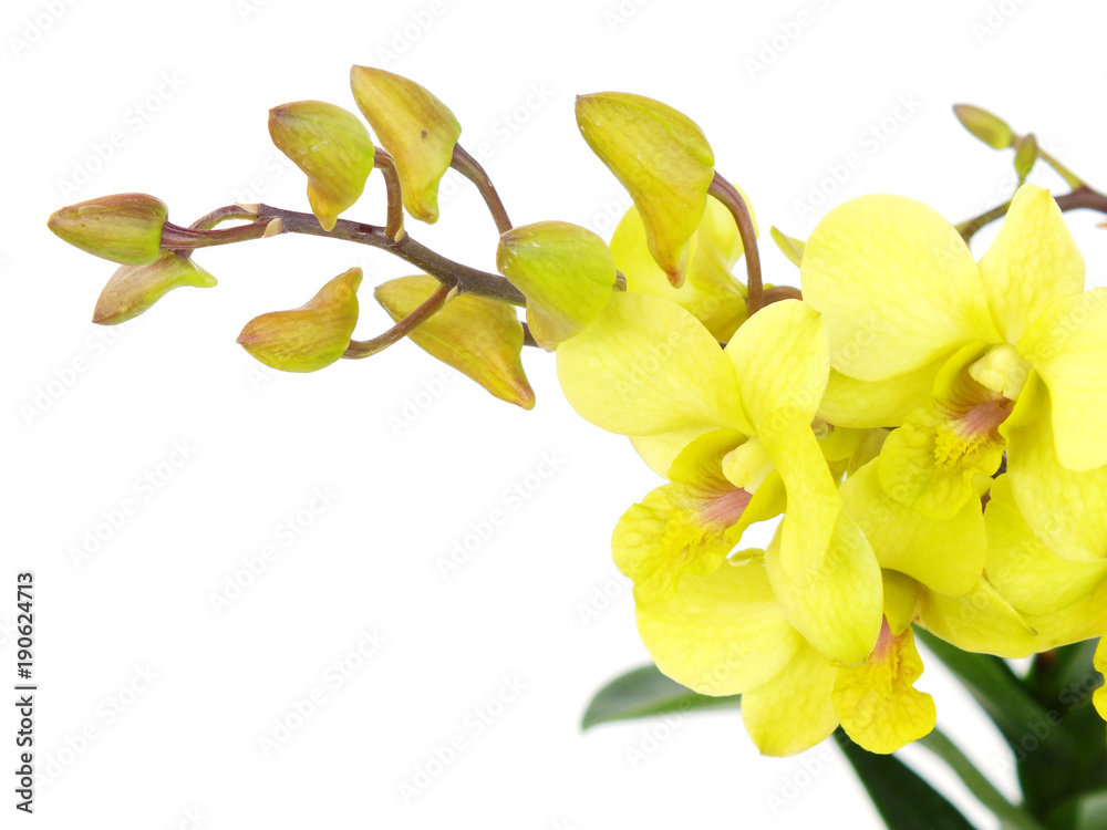 Obraz premium striking green orchid flowers with branch isolated on white background