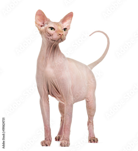Sphynx  4 years old  against white background