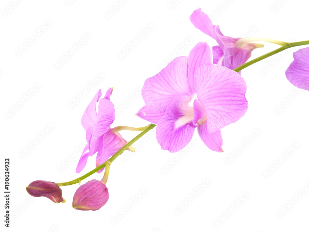 striking pink orchid flowers with branch isolated on white background striking pink orchid flowers with branch isolated on white background