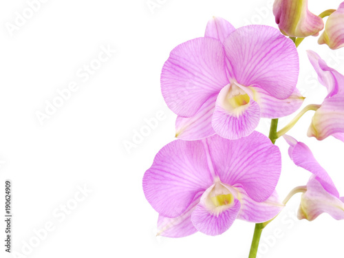 striking pink orchid flowers with branch isolated on white background