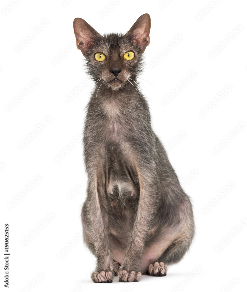 Lykoi cat, also called the Werewolf cat against white background