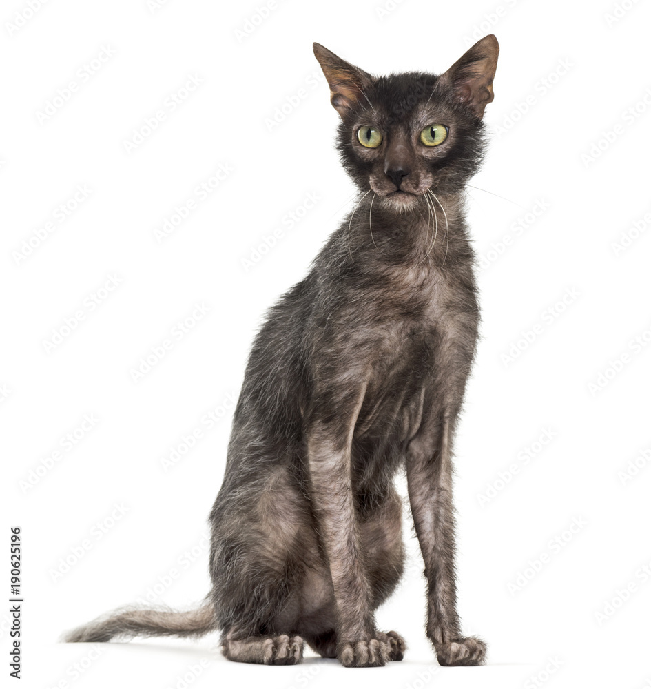 Lykoi cat, also called the Werewolf cat against white background Lykoi cat, also called the Werewolf cat against white background