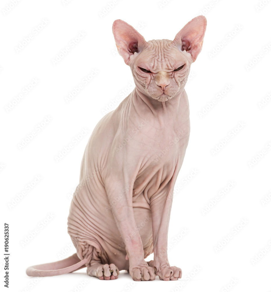 Sphynx Hairless Cat, 4 years old, against white background