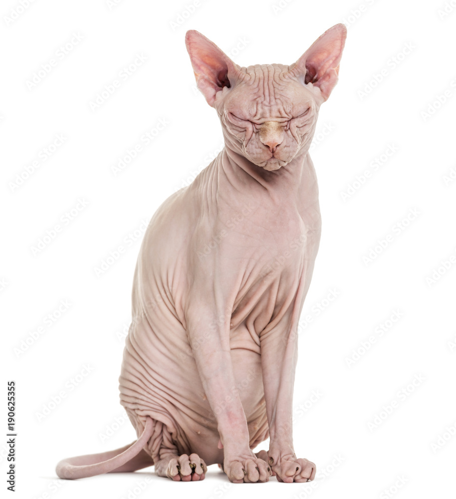 Sphynx Hairless Cat, 4 years old, with eyes closed against white background