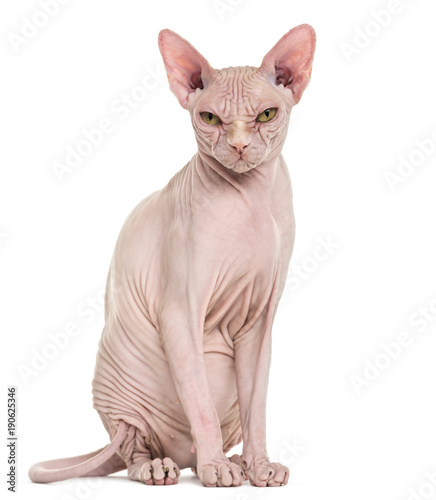 Fototapeta Naklejka Na Ścianę i Meble -  Sphynx Hairless Cat, 4 years old, against white background