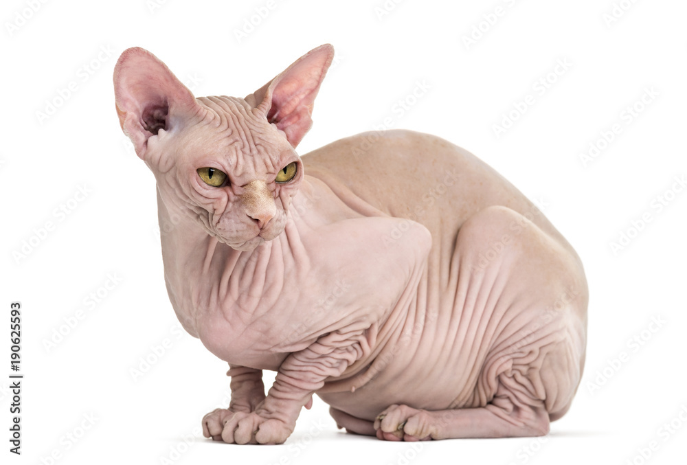 Sphynx Hairless Cat, 4 years old, sitting against white background Stock  Photo | Adobe Stock