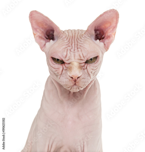 Fototapeta Naklejka Na Ścianę i Meble -  Sphynx Hairless Cat, 4 years old, against white background