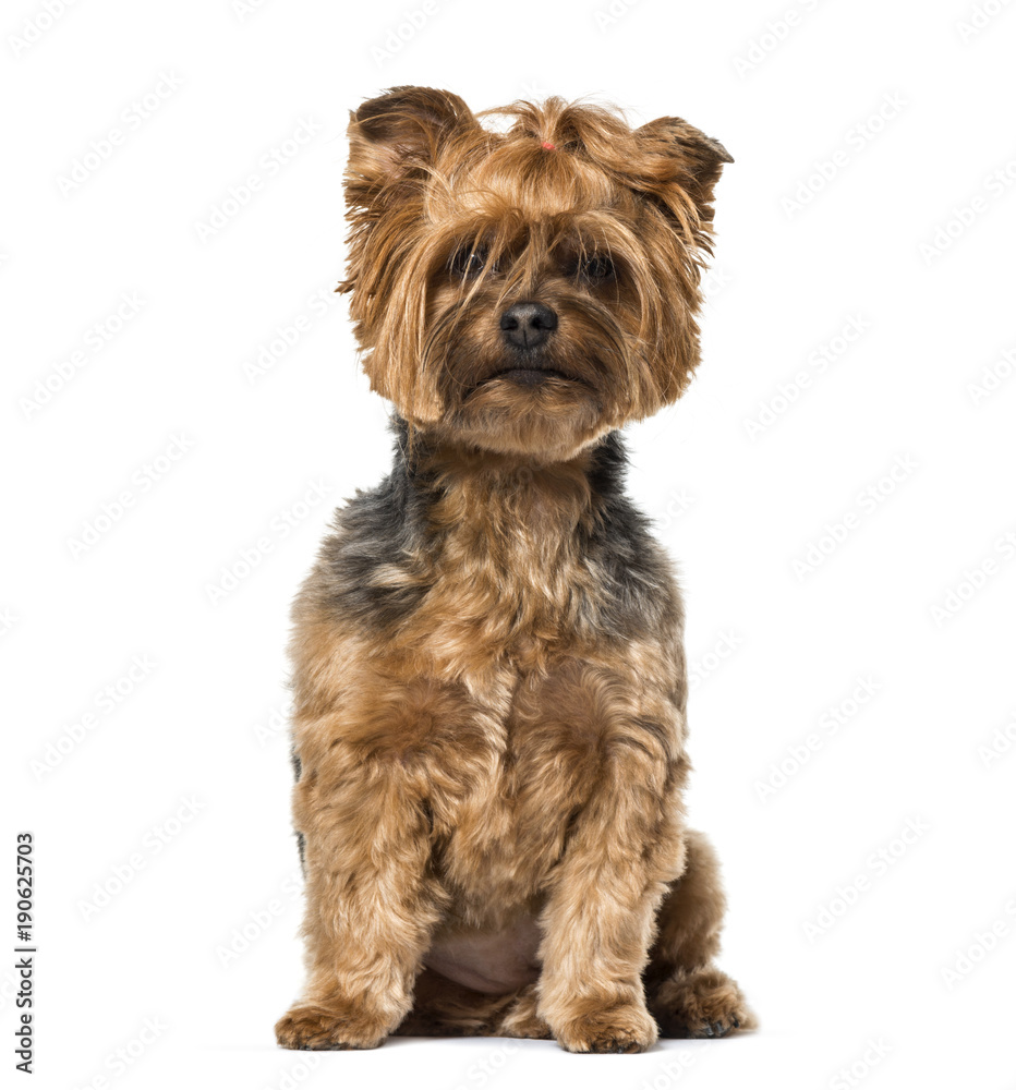Yorkshire Terrier sitting against white background Yorkshire Terrier sitting against white background