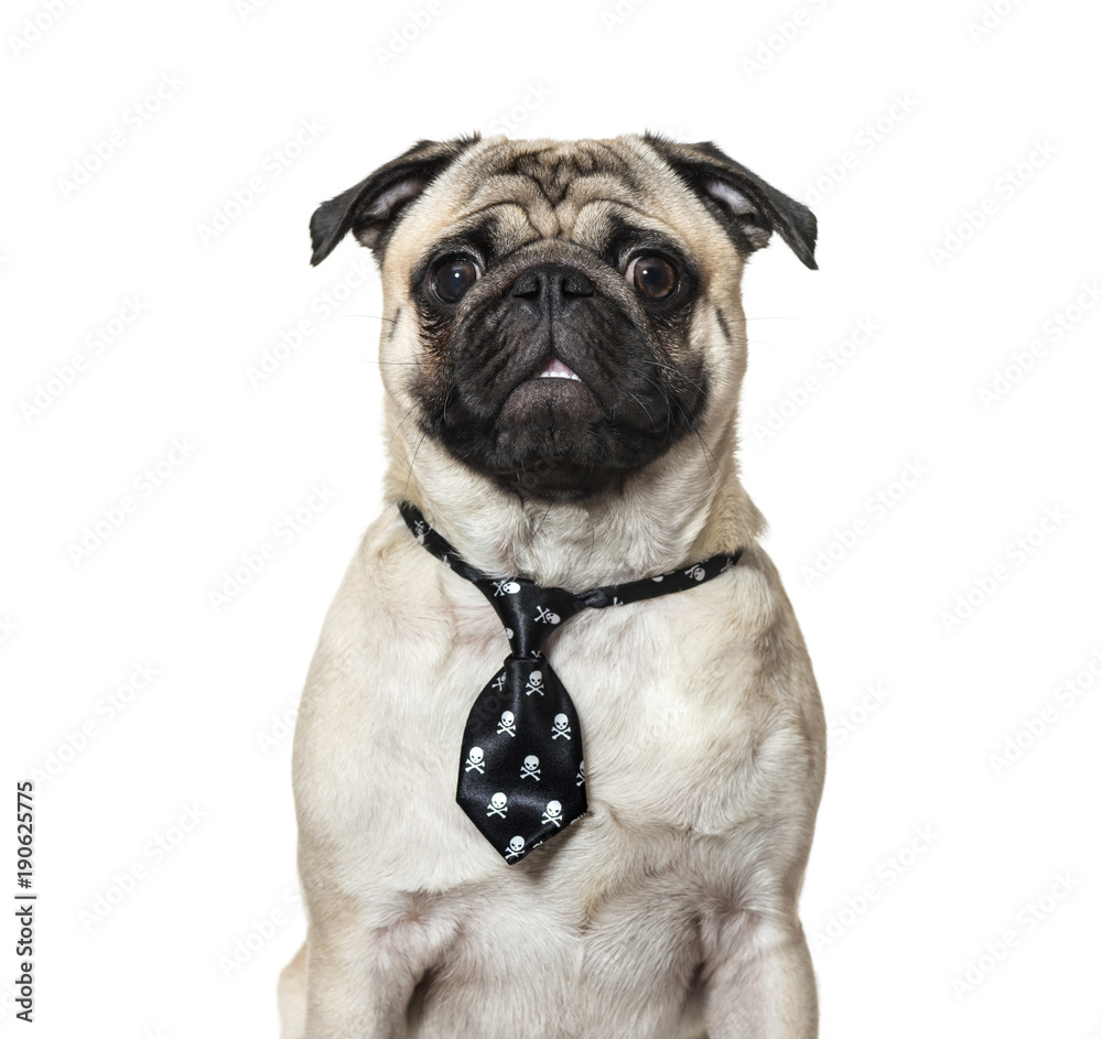 Pug wearing tie against white background Pug wearing tie against white background