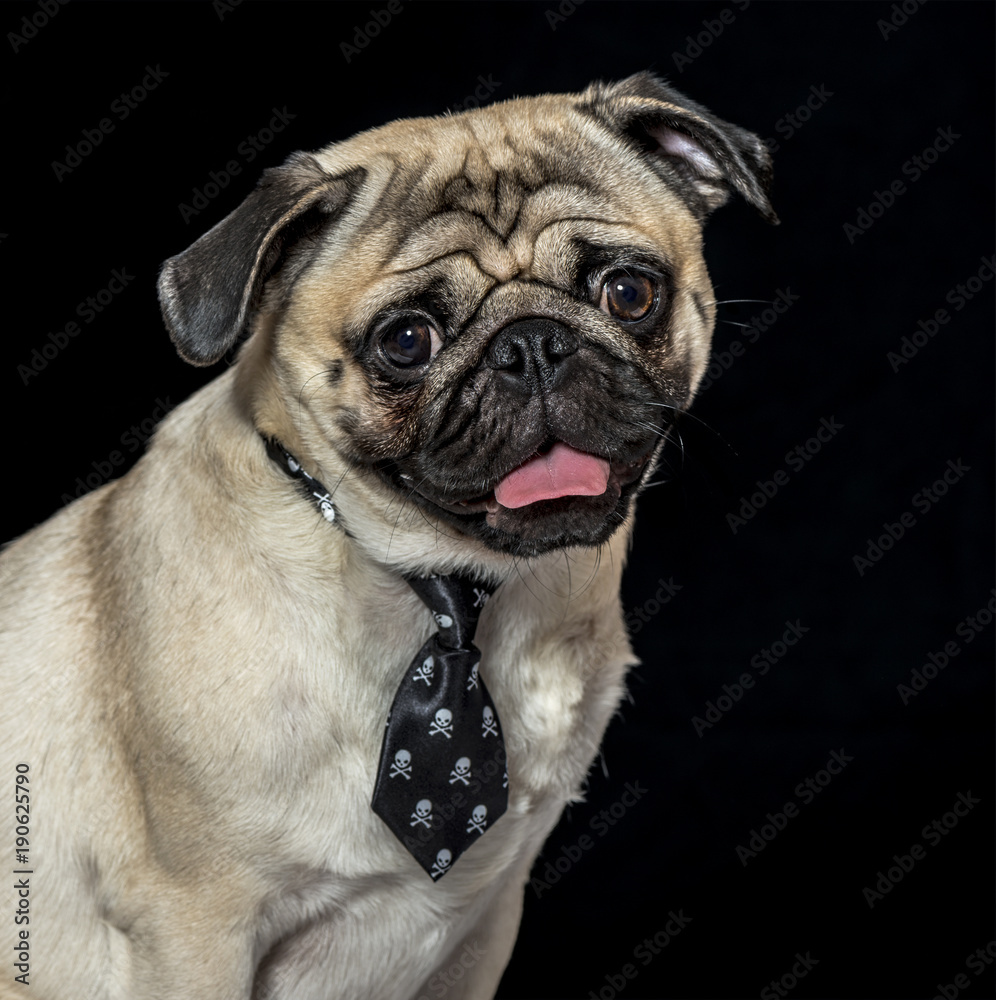 Pug in necktie panting against black background