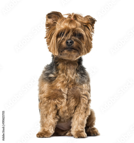 Yorkshire Terrier sitting against white background