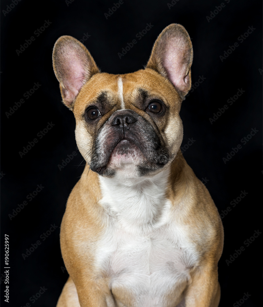 French Bulldog in portrait against black background