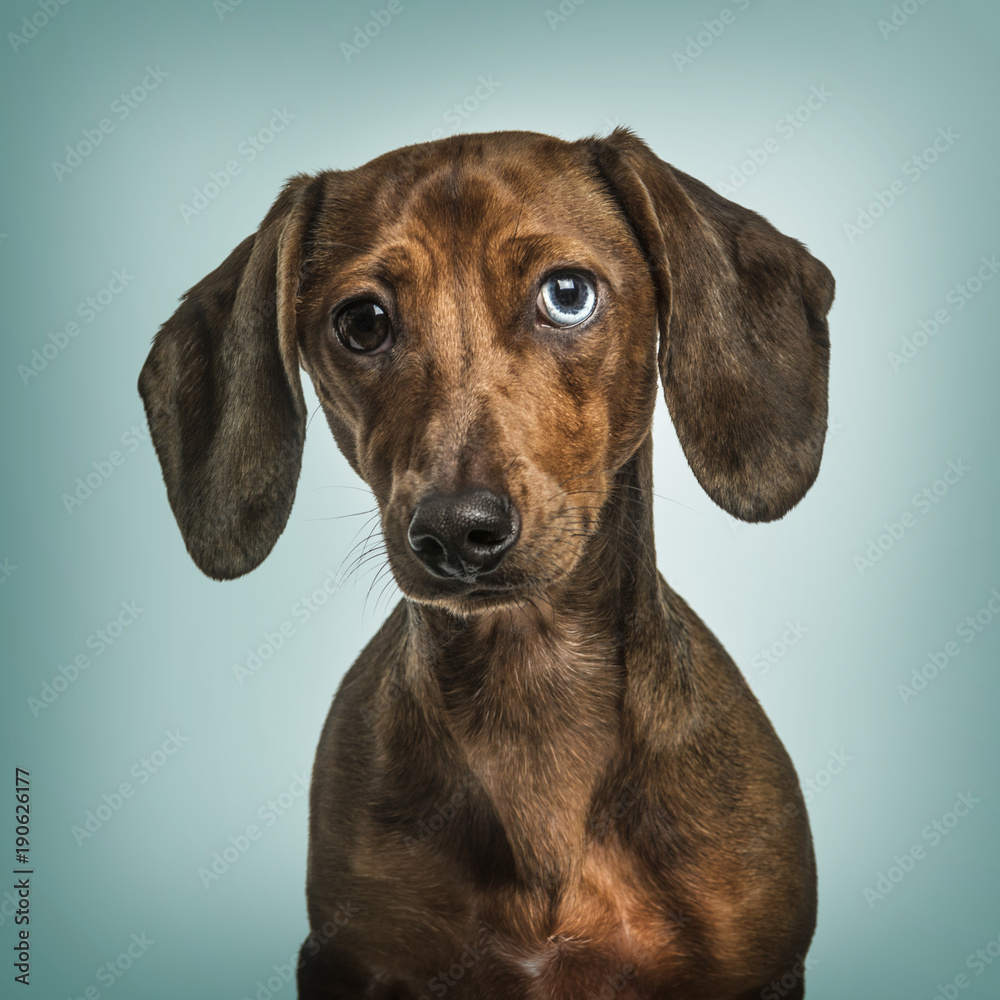 Dachshund with Heterochromia against turquoise background