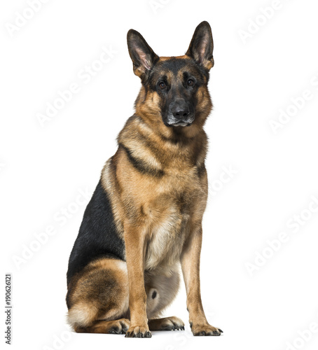 German Shepherd dog sitting against white background