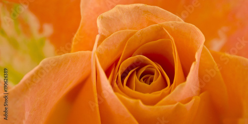 Orange Rose - Panorama