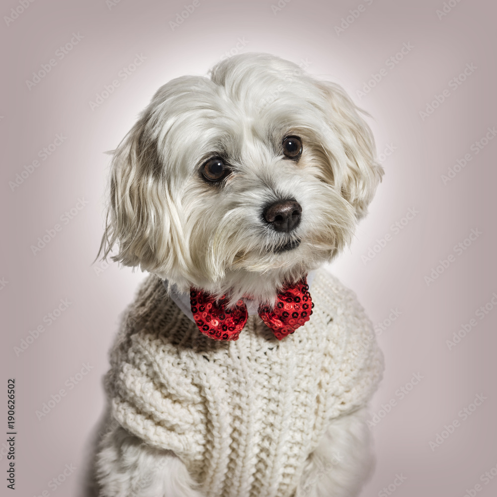 Maltese sweater 2025