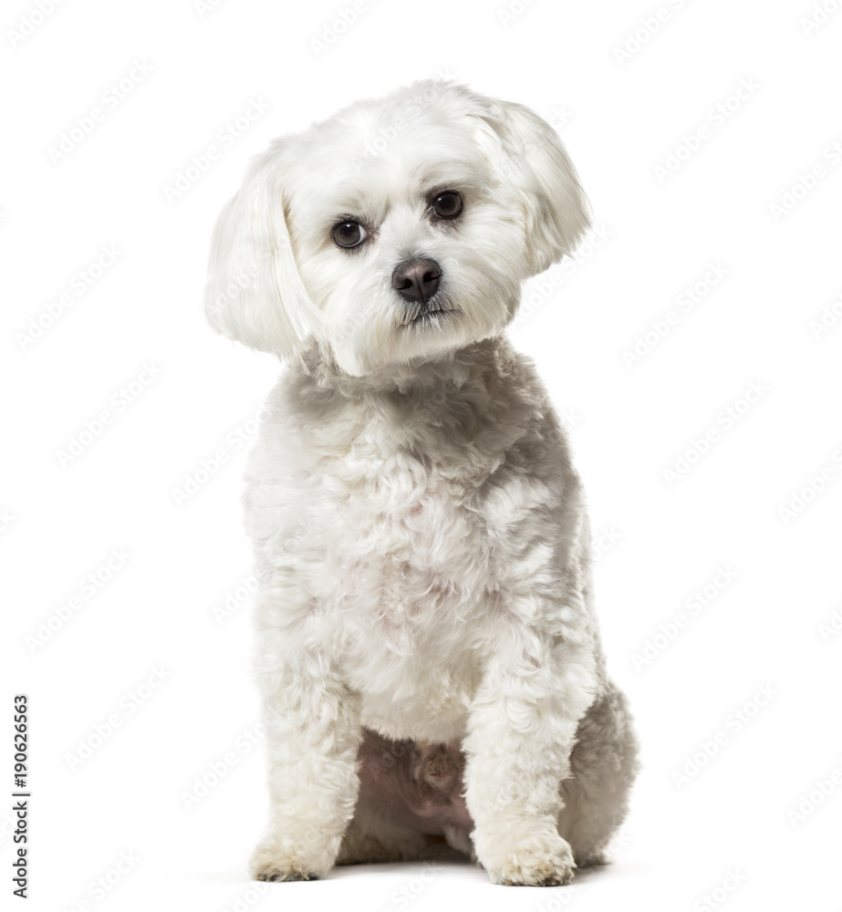 Maltese dog sitting against white background Maltese dog sitting against white background