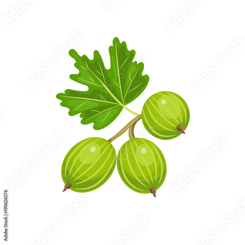 Vector gooseberry isolated on white background.   