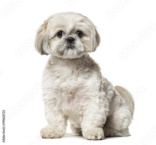 Shih Tzu sitting against white background © Eric Isselée