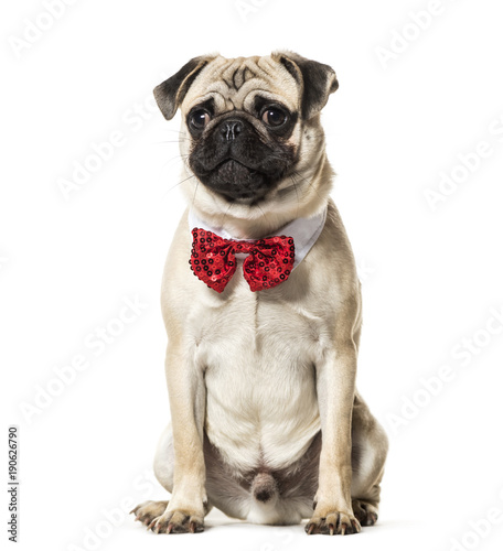 Pug in red bow tie sitting against white background © Eric Isselée