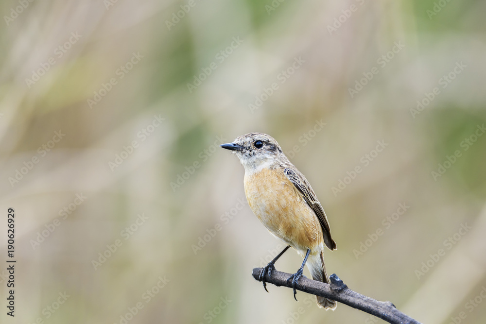 Cute little female Siberian stonechat or Asian stonechat perching on tree branch , Thailand Cute little female Siberian stonechat or Asian stonechat perching on tree branch , Thailand