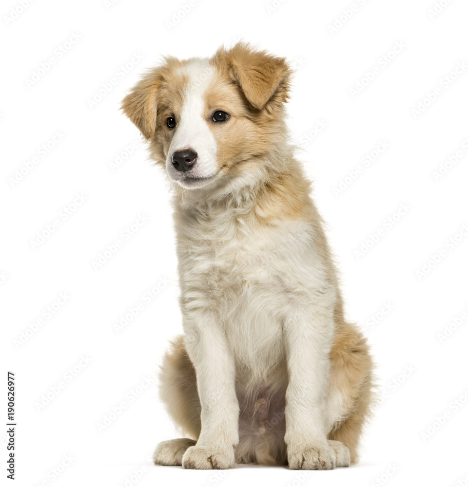 Border Collie puppy sitting against white background Border Collie puppy sitting against white background