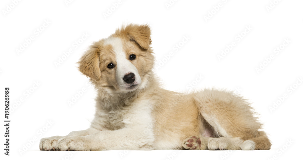 Border Collie puppy lying against white background Photos | Adobe Stock
