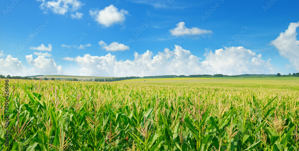Green corn field and blue sky. Wide photo.