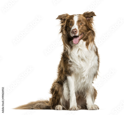 Fototapeta Naklejka Na Ścianę i Meble -  Border Collie panting against white background