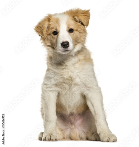 Border Collie puppy sitting against white background