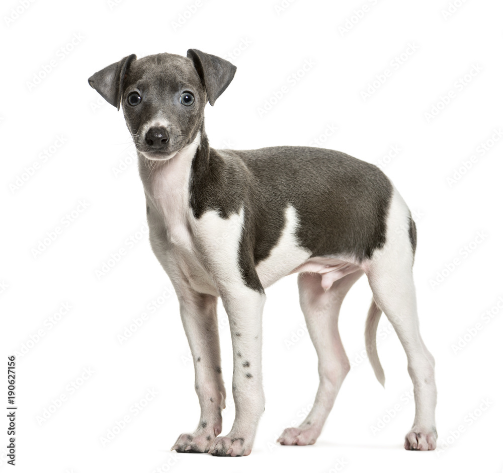 Italian Greyhound puppy standing against white background