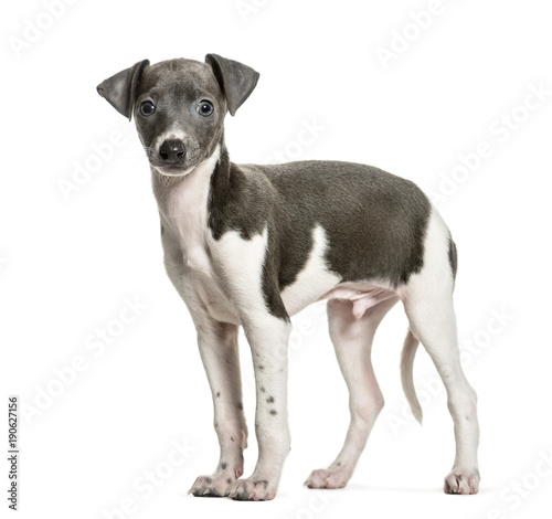 Fototapeta Naklejka Na Ścianę i Meble -  Italian Greyhound puppy standing against white background