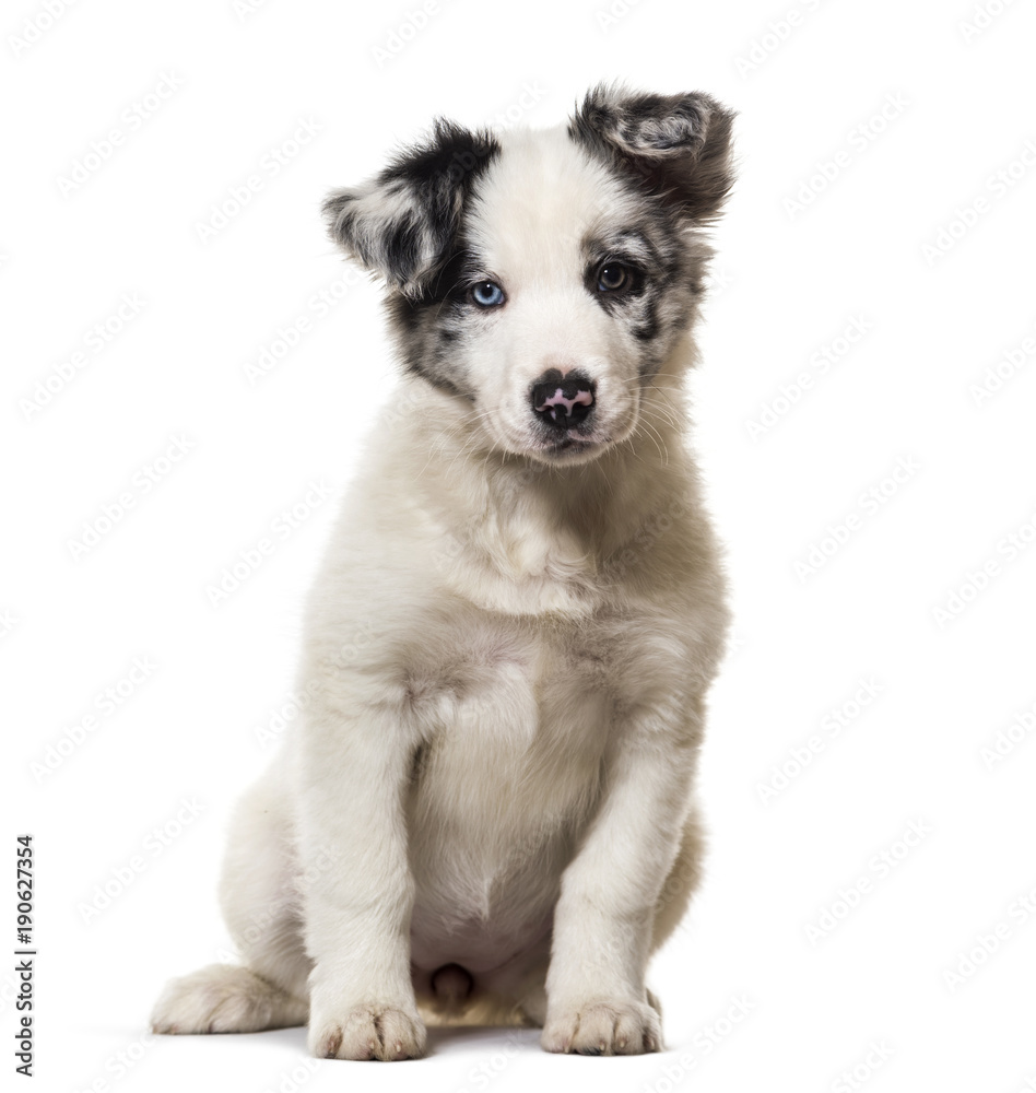 Border collie puppy, 3 months old, sitting against white background