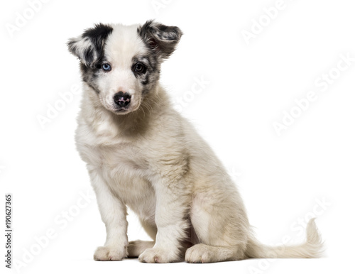 Fototapeta Naklejka Na Ścianę i Meble -  Border collie puppy, 3 months old, sitting against white backgro