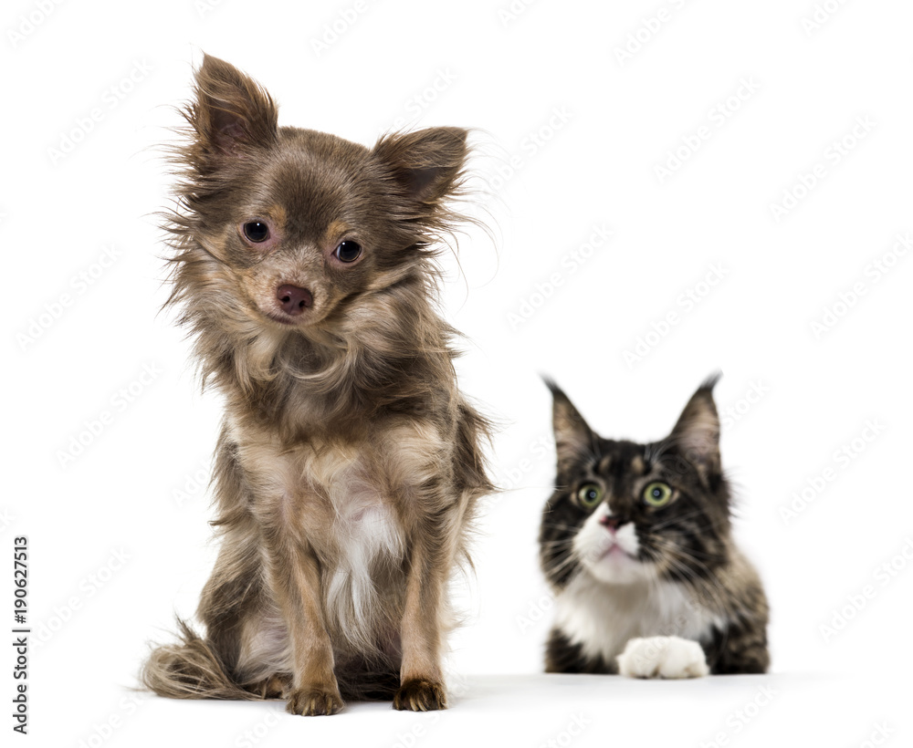 Mixed breed dog watched by Maine Coon cat against white backgrou