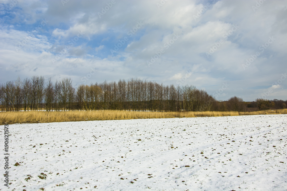 Snow-covered field, tall grass and a row of trees