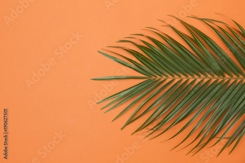 Tropical palm tree leaf on a summer orange background