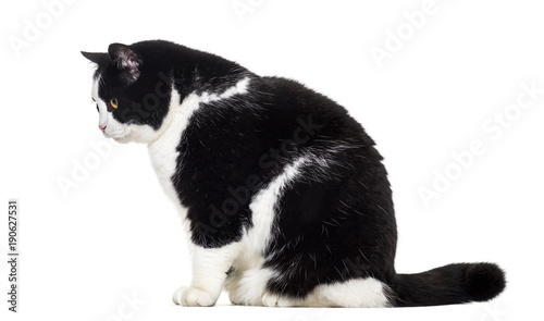Mixed breed cat sitting against white background