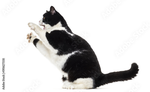 Mixed breed cat rearing up against white background