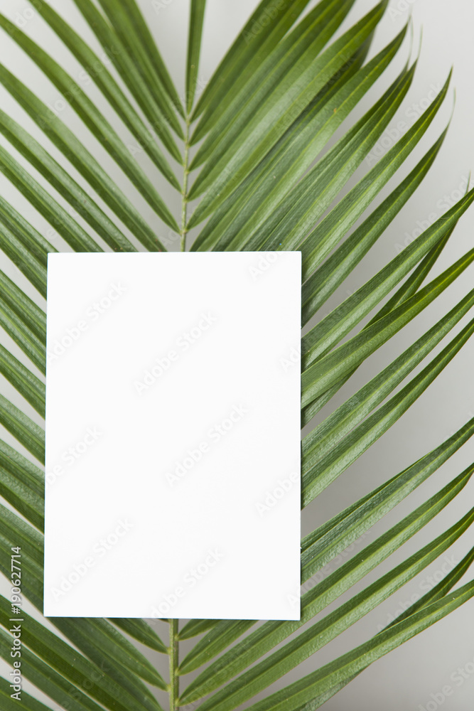 Tropical palm tree leaf with a blank label on a plain white background Tropical palm tree leaf with a blank label on a plain white background