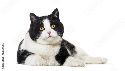 Mixed breed cat lying against white background