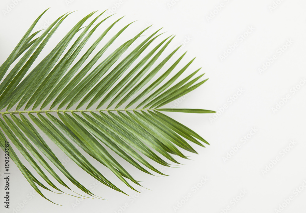 Fototapeta premium Tropical palm tree leaf on a plain white background